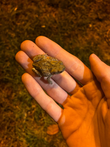 European Toad