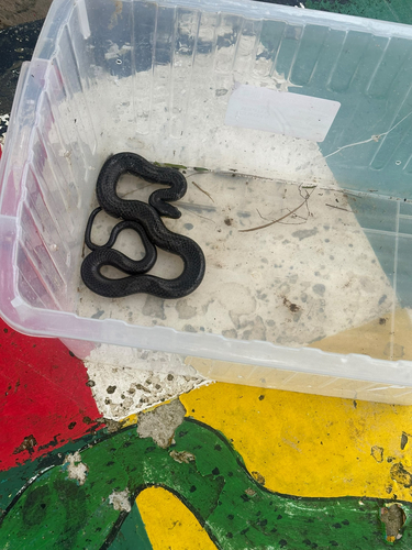 Smith's African Water Snake