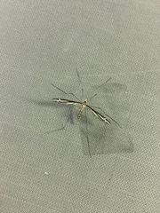 Tipula noveboracensis