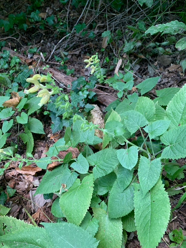 Sticky Sage