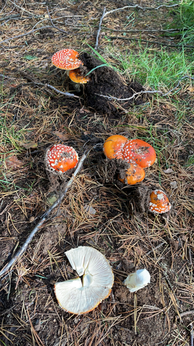 Fly Agaric