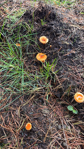 False Chanterelle