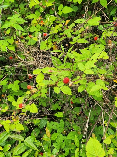 Hirsute raspberry