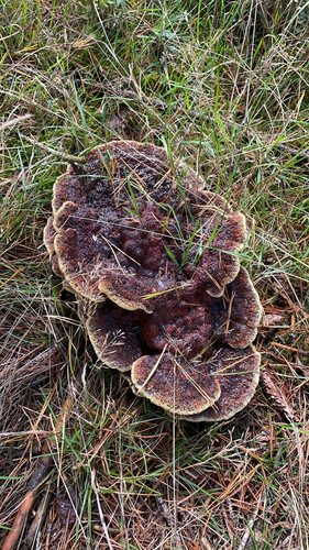 European Dyer's Polypore