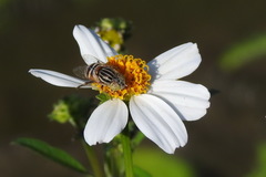 Eristalinus arvorum