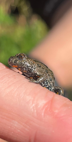European Fire-Bellied Toad