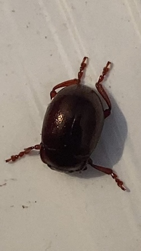 brown leaf beetle