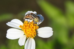 Eristalinus arvorum