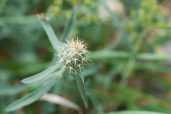 Centaurea aspera aspera