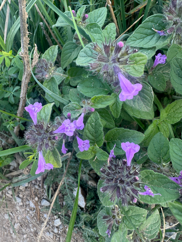Wild Basil