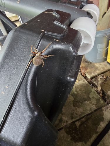 Spotted Orbweaver