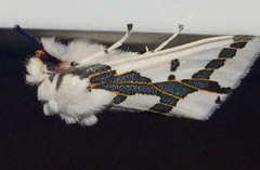 Euerythra phasma