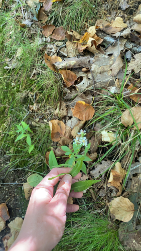wavy-leaf aster