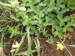 Argyrolobium marginatum