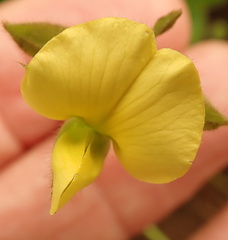 Argyrolobium marginatum