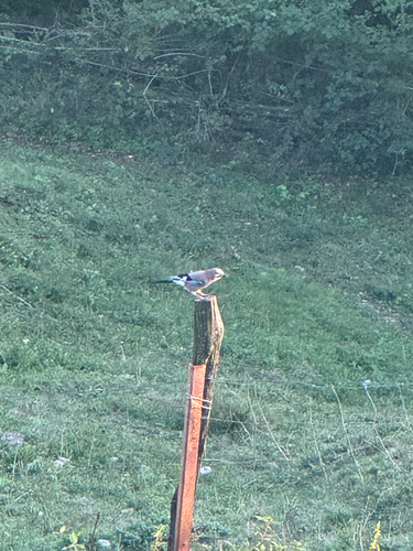 Eurasian Jay