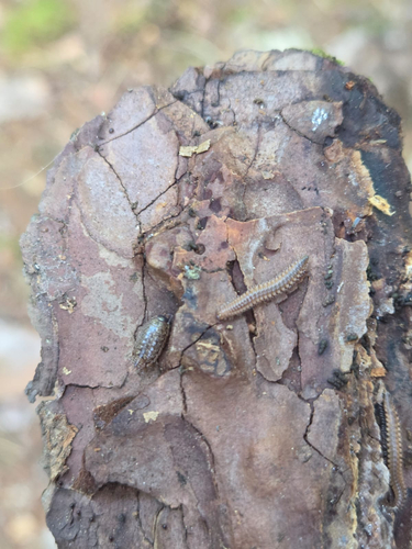 False Flat-Backed Millipede