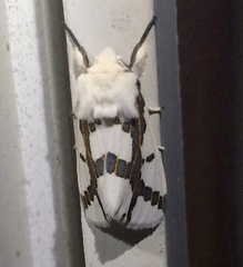 Euerythra phasma