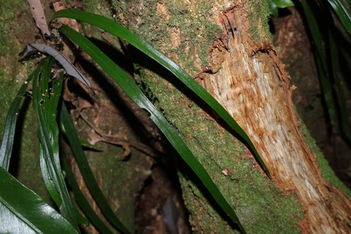 Haplopteris flexuosa observed 2026-09-19