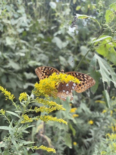 Great Spangled Fritillary