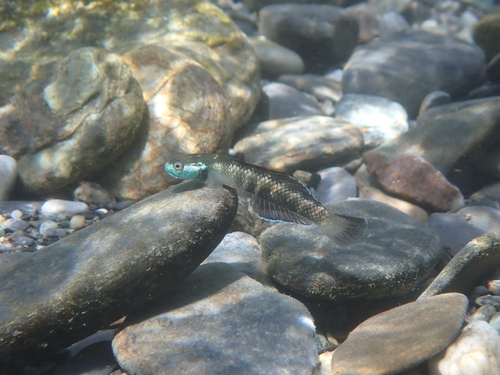 Stiphodon observed 2026-09-19