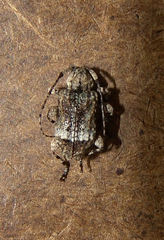 Leptostylus