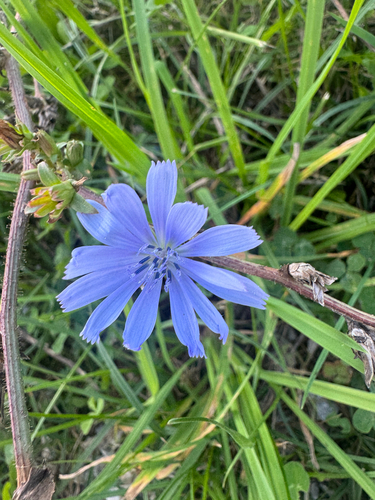 chicory