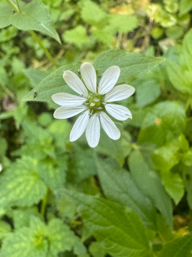 Water Chickweed