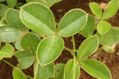 Argyrolobium marginatum