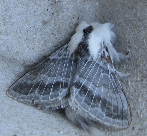 Tolype distincta photo 5