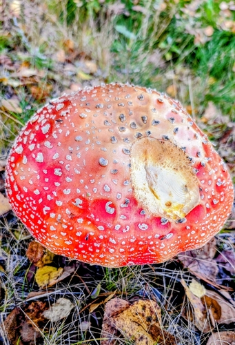 Fly Agaric