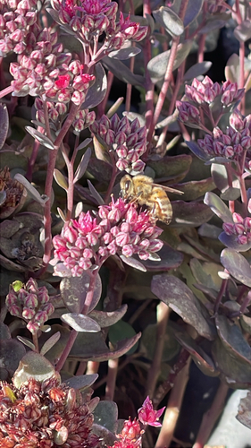 Western Honey Bee