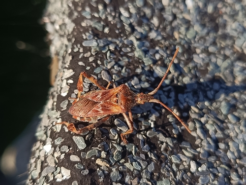Western Conifer Seed Bug