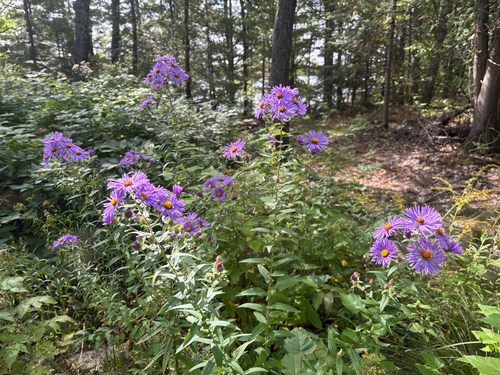 New England aster