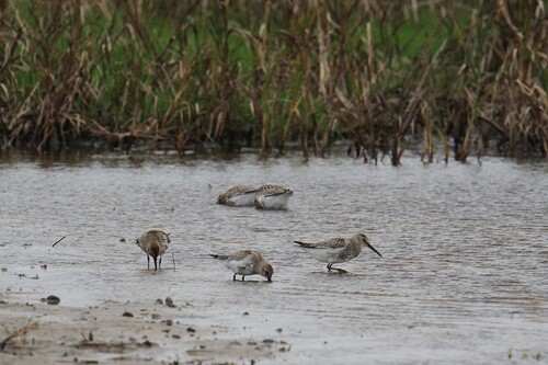 Dunlin