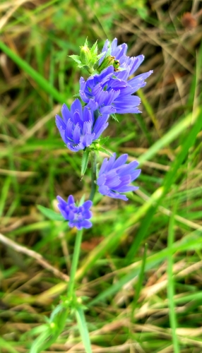 chicory