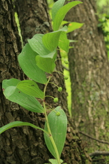 Polygonatum odoratum