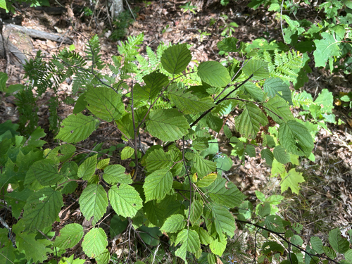beaked hazelnut