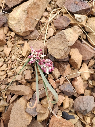 Allium crenulatum