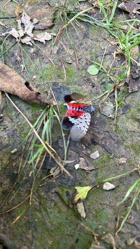 Spotted Lanternfly