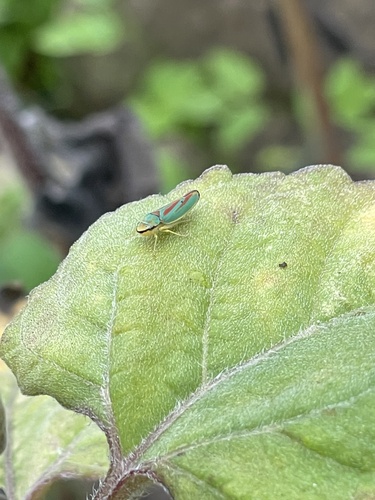 Rhododendron Leafhopper