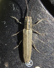 Calamobius filum