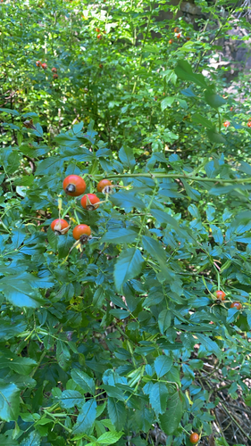 Virginian Rose
