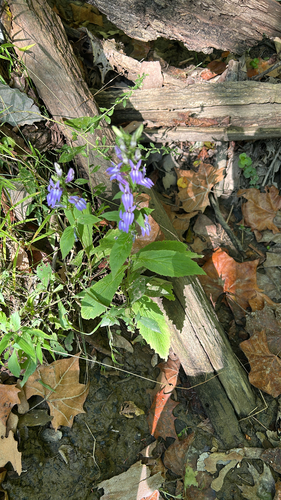 great blue lobelia