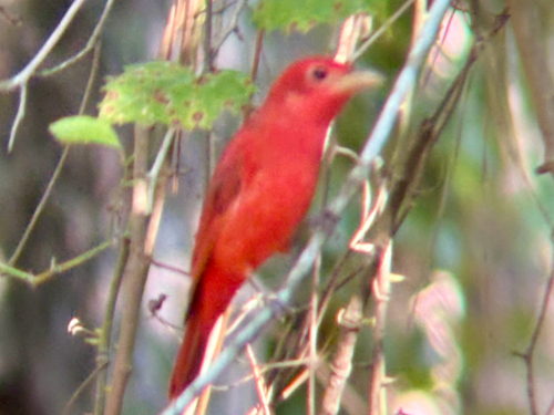 Summer Tanager