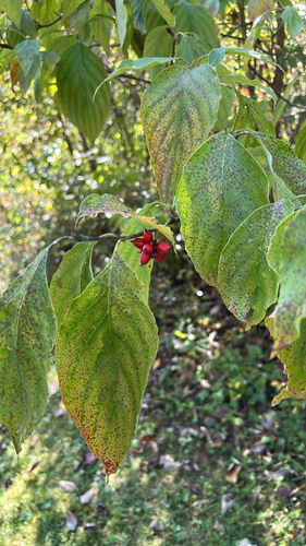 flowering dogwood