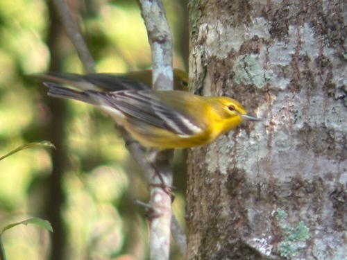 Pine Warbler