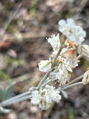 Eriogonum niveum, photograph author not stated, no rights reserved