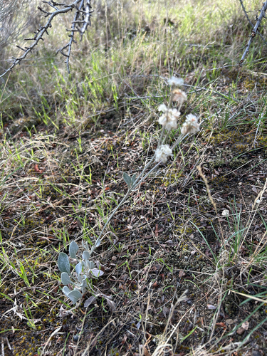 Eriogonum niveum