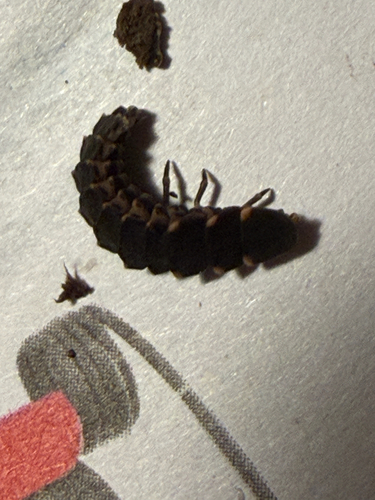 European Glow-worm